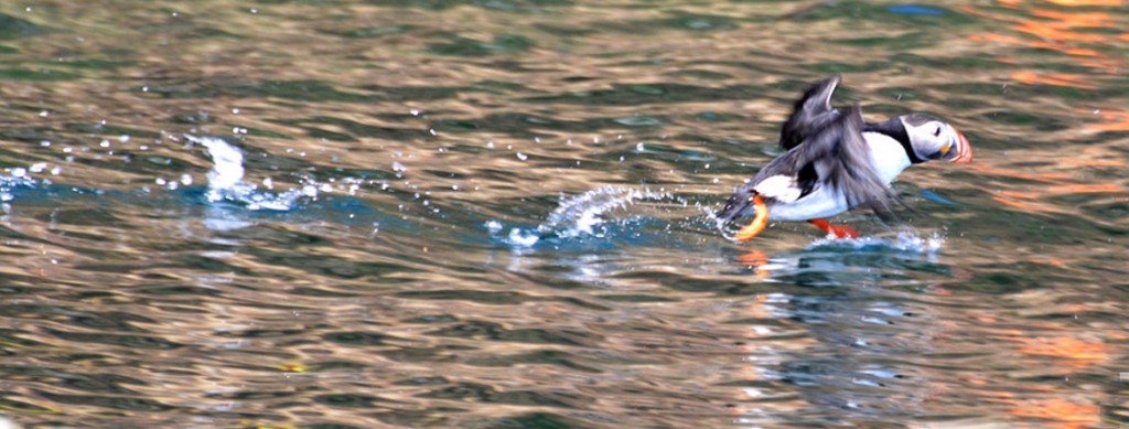 Puffin Boat Tours Cape Breton Nova Scotia