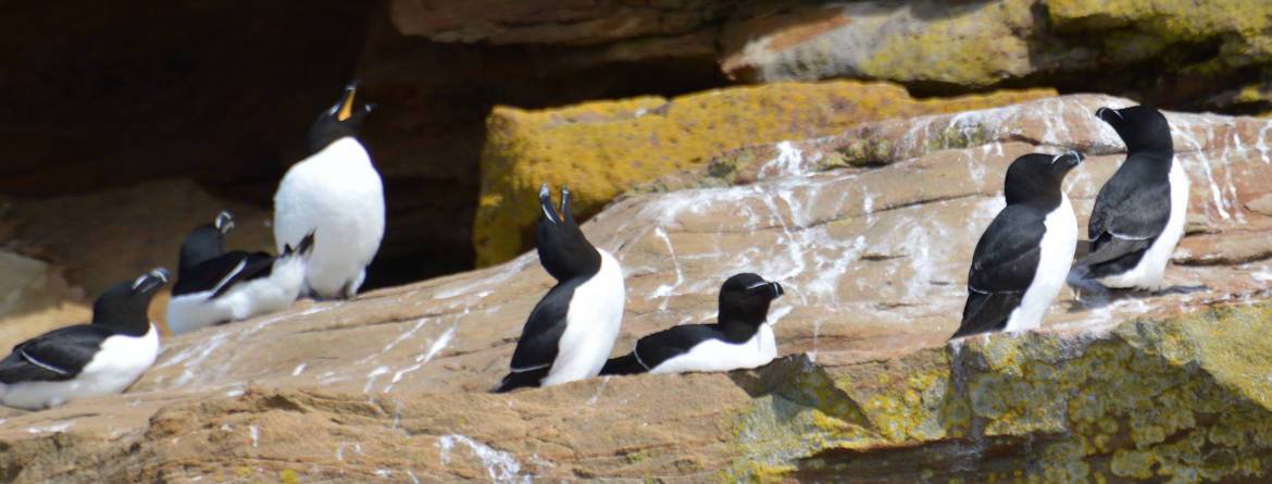 Puffin Boat Tours Cape Breton Nova Scotia